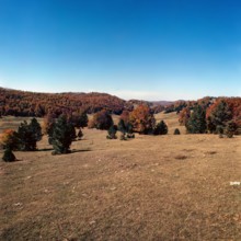 Nature, Italy, region of Calabria 1975 Sila Piccola (Little Sila).