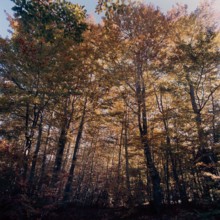 Nature, Italy, region of Calabria 1975 Sila Piccola (Little Sila).