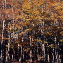 Nature, Italy, region of Calabria 1975 Sila Piccola (Little Sila).