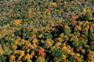 Nature, Italy, region of Calabria 1975 Sila Piccola (Little Sila).