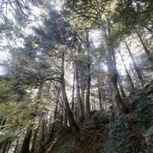 Nature, Italy, region of Calabria Serre Calabresi (Calabrese Greenhouses).