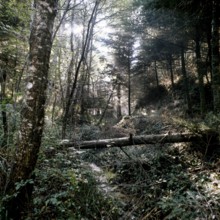 Nature, Italy, region of Calabria Serre Calabresi (Calabrese Greenhouses).