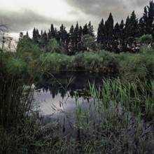 Nature, Italy, region of Sicilia 1975 Fonte Ciane (Ciane source).