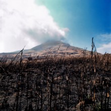 Nature, Italy, region of Sicilia 1975 Isole Eolie, Isola di Stromboli (Aeolian Islands, Stromboli