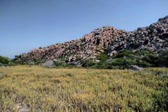 Nature, Italy, region of Sardegna 1975 Isola di San Pietro (San Pietro Island).