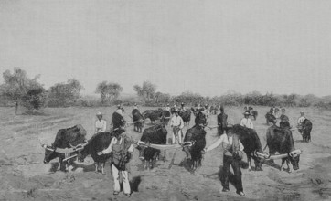 Mexico. Wheat sowing. Engraving. The Spanish and American Illustration (La Ilustracion Espanola y