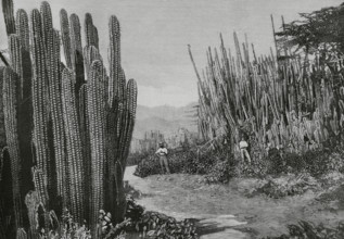 Jamaica. Cactus forest. Engraving by Bernardo Rico (1825-1894). The Spanish and American