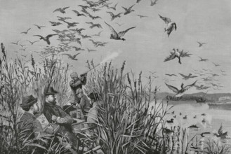 History of Spain. Royal hunt in the Daimiel lagoons. King Alfonso XII (1857-1885) in the act of