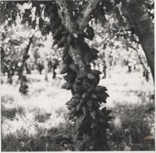 Cacao tree