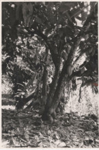 Don Bosco Agricultural School of Balazar cacao tree