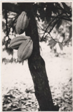 Don Bosco Agricultural School of Balazar cacao tree