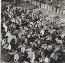 Cacao trees ready to be planted