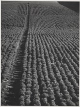 Coffee plantation in Sao Paulo state