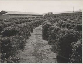 Brazilian stepped ground fazenda