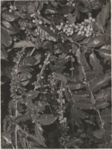 Maturing Arabica coffee plant