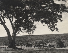 Coffee plantation in Sao Paulo state
