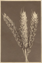 Ear of wheat