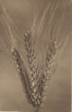 Ear of wheat