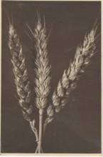 Ear of wheat