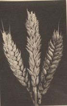Ear of wheat