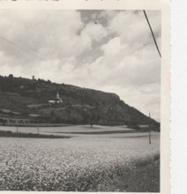 Blooming buckwheat field