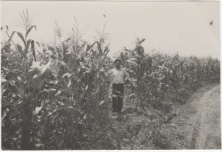 Corn fields