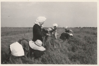 Flax cultivation in Italy, Terranova d'Isonzo