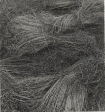 Flax cultivation in Belgium