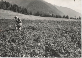 Potato field in Salice d'Ulzio, Italy
