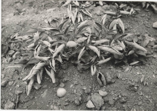 Potato field in Bormio