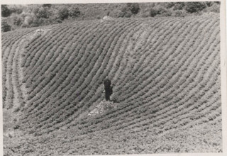 Potato field in Montemurlo