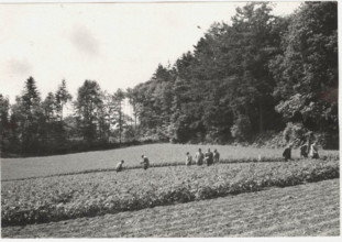 Potato field in Pontivy France