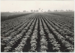 Potato field in Baviera, Germany