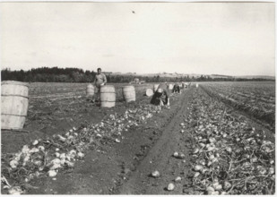 Picking potatoes in Caribou, Canada
