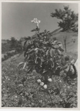 A type of potato cultivated in Montepiano