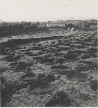 Citrus groves near Catania