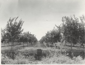 Citrus grove near Acireale