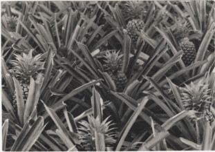 Pineapple plantation in Azores