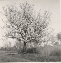 Blooming cherry tree