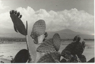 Prickly pears in Scalea, Italy
