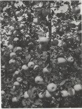 Branch of apple tree