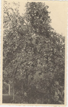 Pear tree Madernassa variety