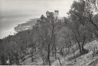 Olive orchards, Toscolano, Italy