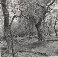 Olive orchard in Buti