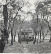 Olive orchard in Sperlonga