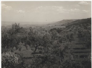 Olive orchards, Valle del Bilioso,