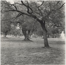 Olive orchard in Camerota