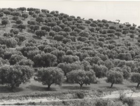 Olive orchard in Nicotera