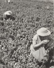 Pepper fields in Bra, Italy