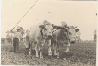 Plow pulled by oxs. Santhiv† Italy